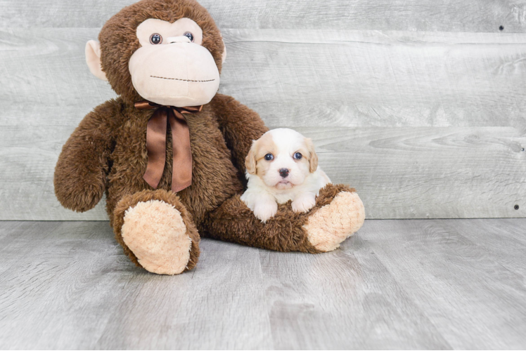 Best Cavachon Baby