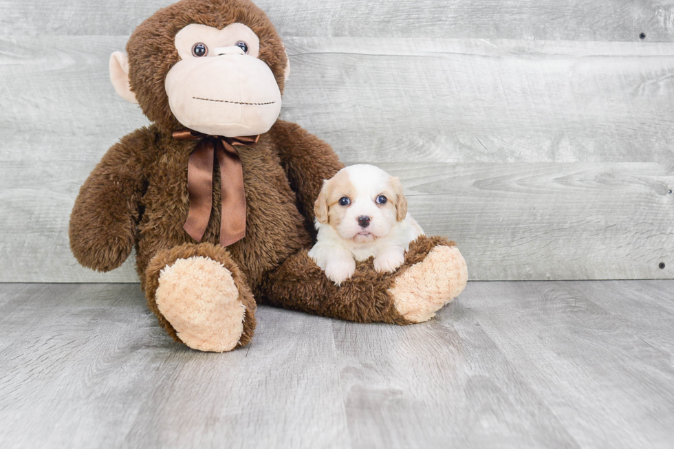 Best Cavachon Baby