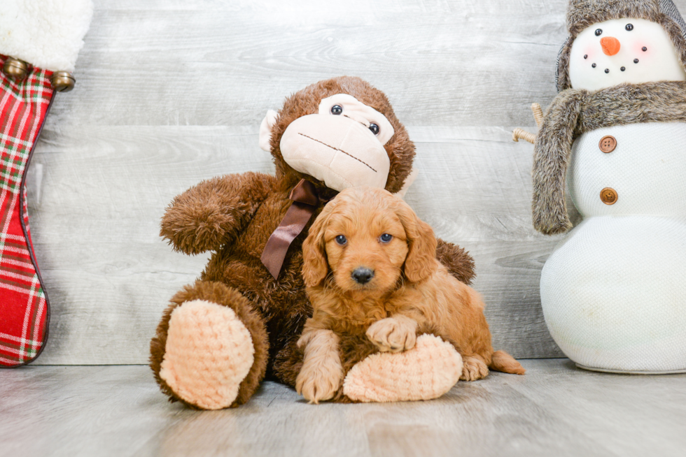 Happy Mini Goldendoodle Baby