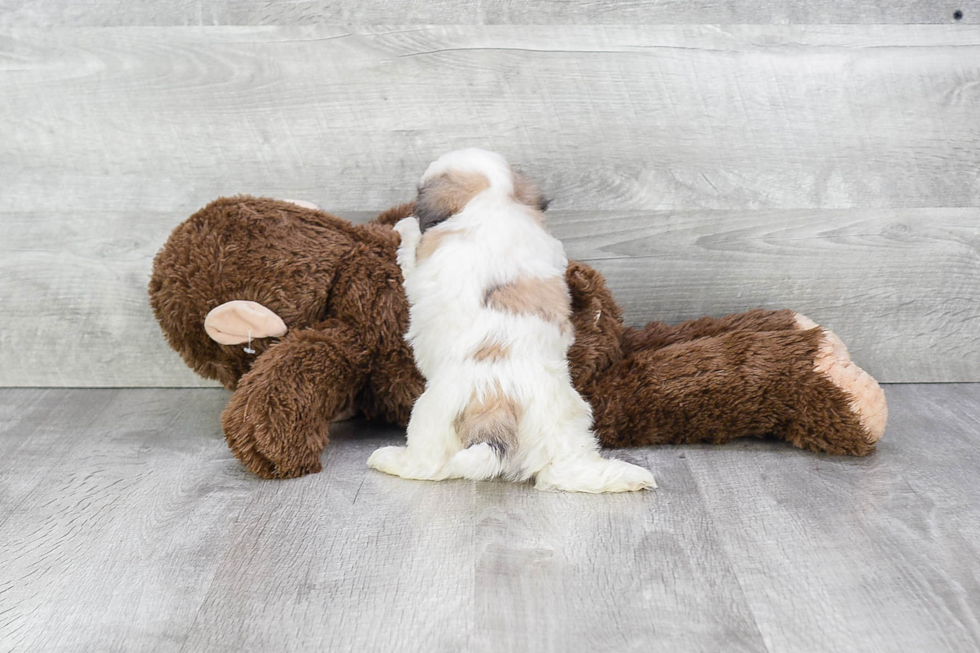 Teddy Bear Pup Being Cute