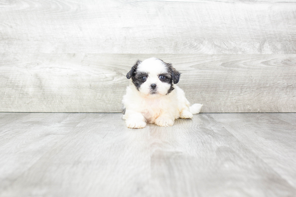 Friendly Teddy Bear Baby