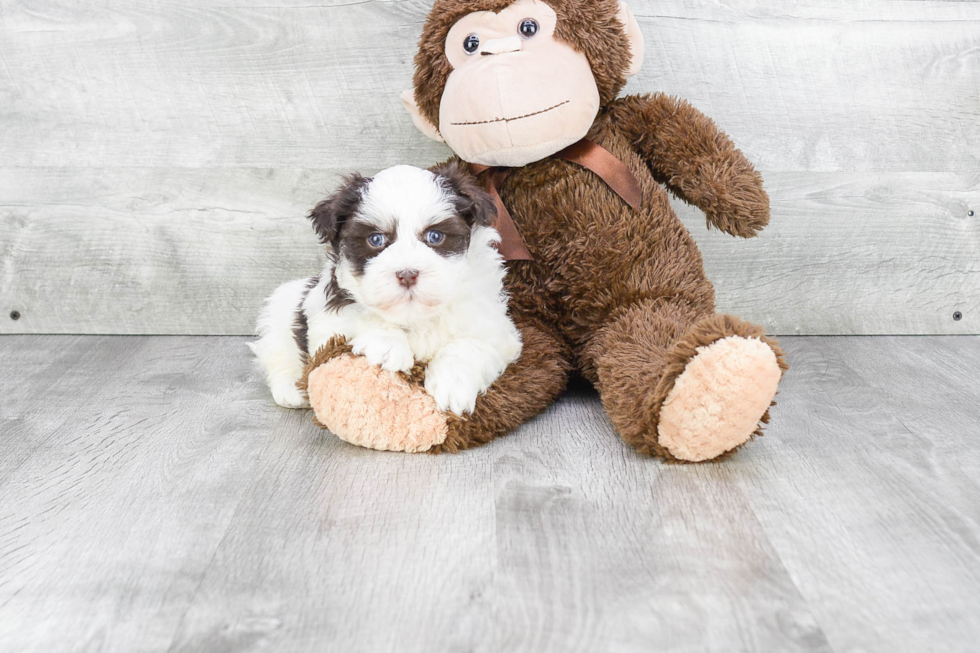 Akc Registered Havanese Purebred Pup