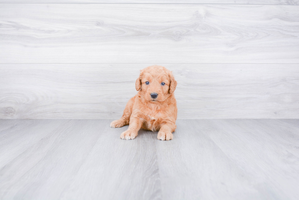 Playful Golden Retriever Poodle Mix Puppy