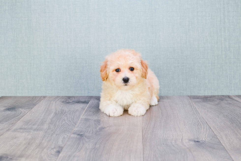 Cute Maltipoo Baby