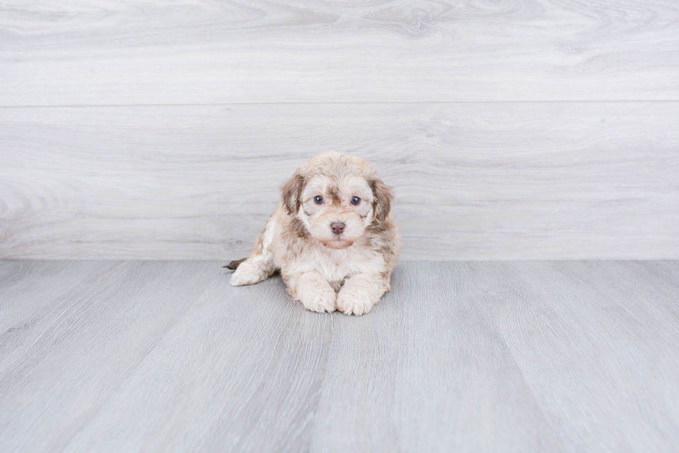 Best Maltipoo Baby