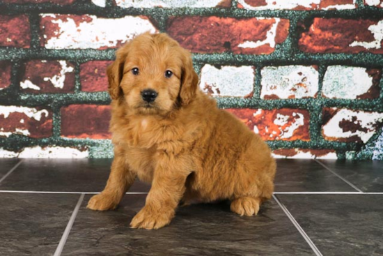 Best Mini Goldendoodle Baby