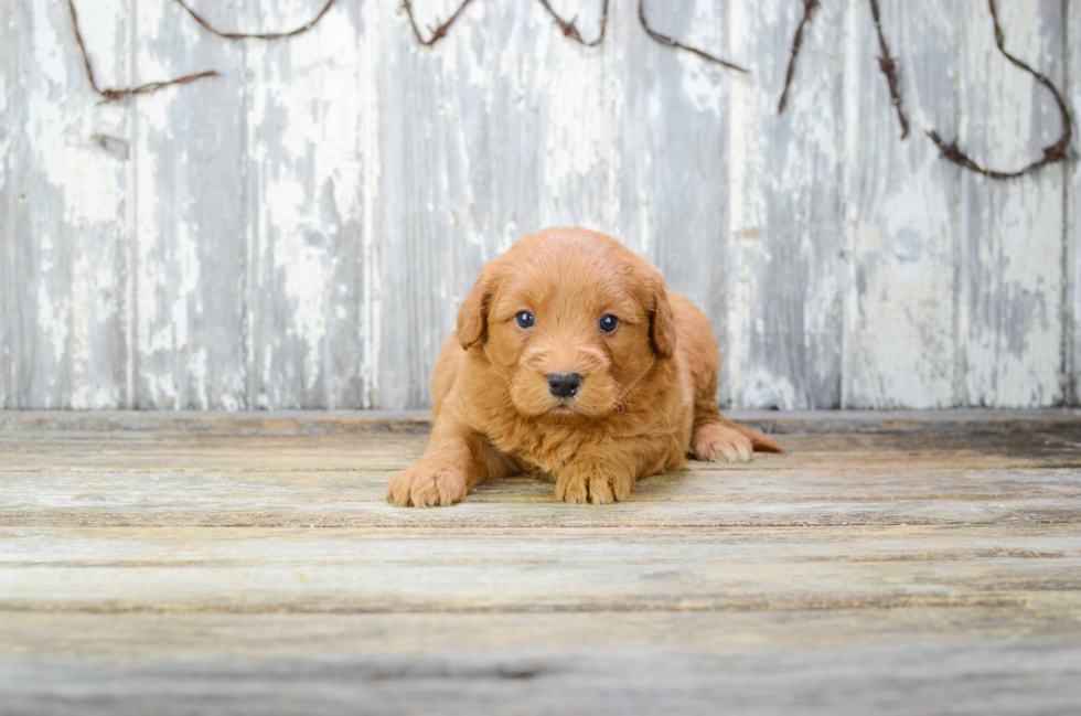 Mini Goldendoodle Puppy for Adoption