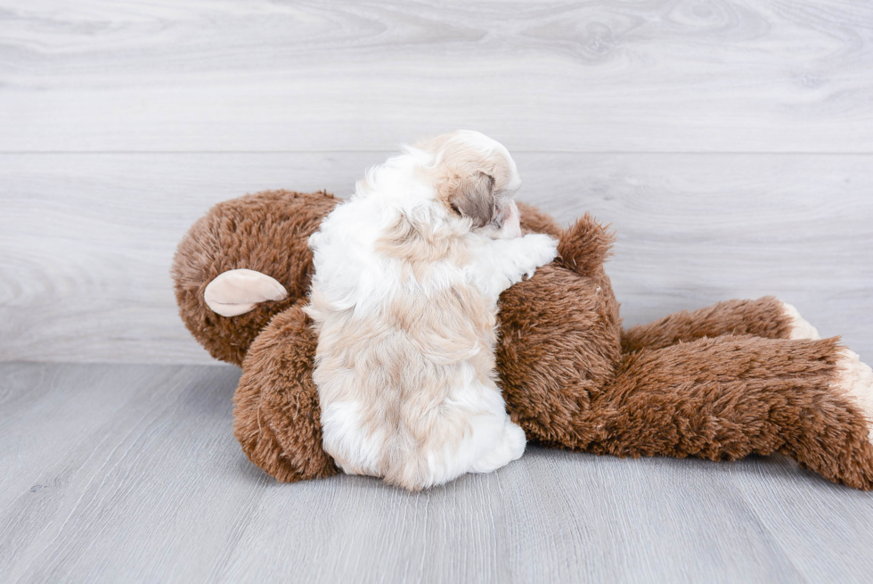 Best Havanese Baby