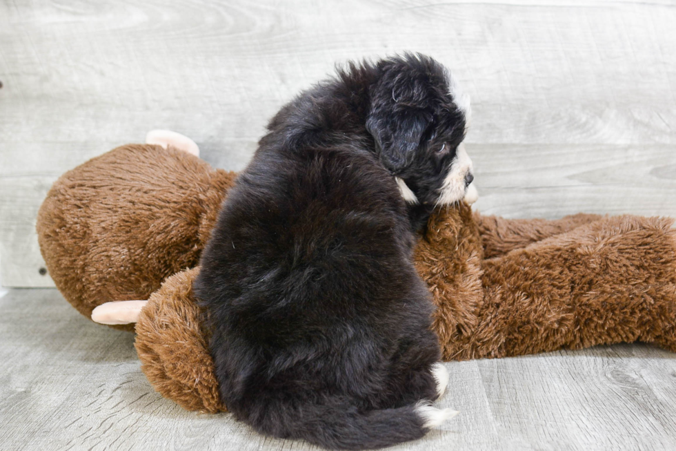 Happy Mini Bernedoodle Baby