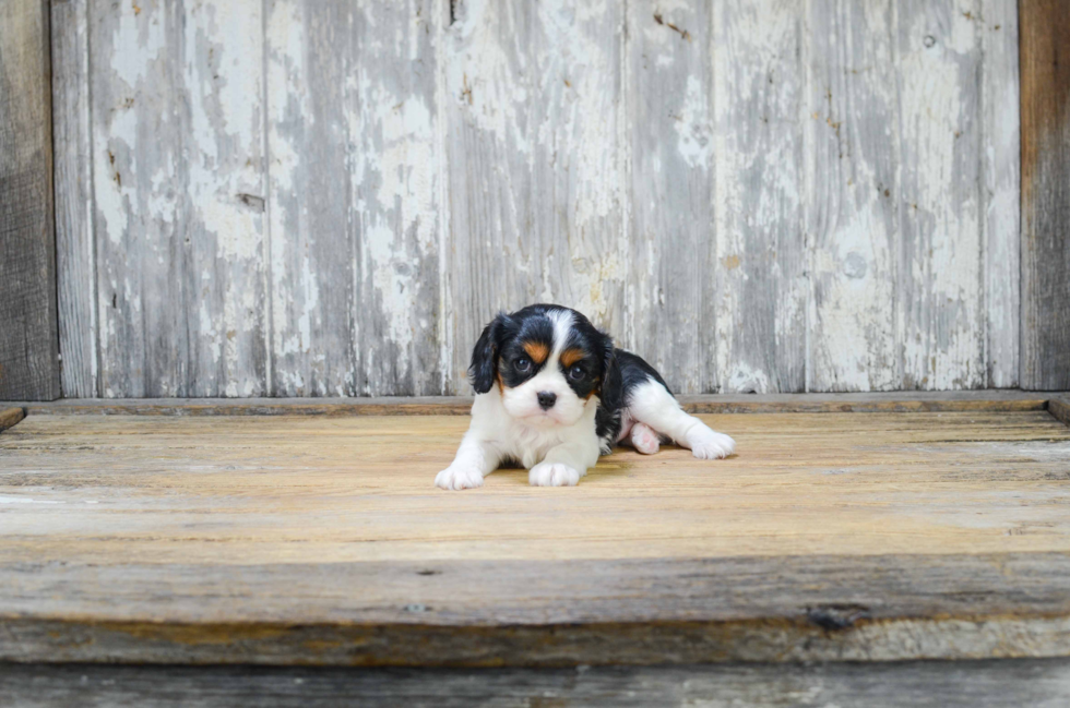 Best Cavalier King Charles Spaniel Baby