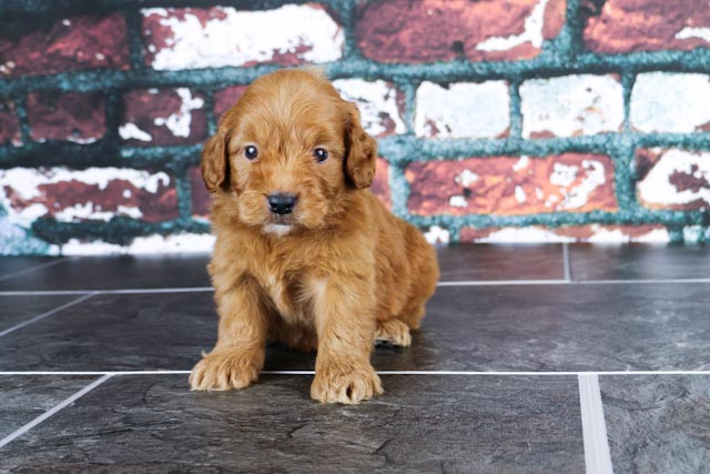 Mini Goldendoodle Puppy for Adoption