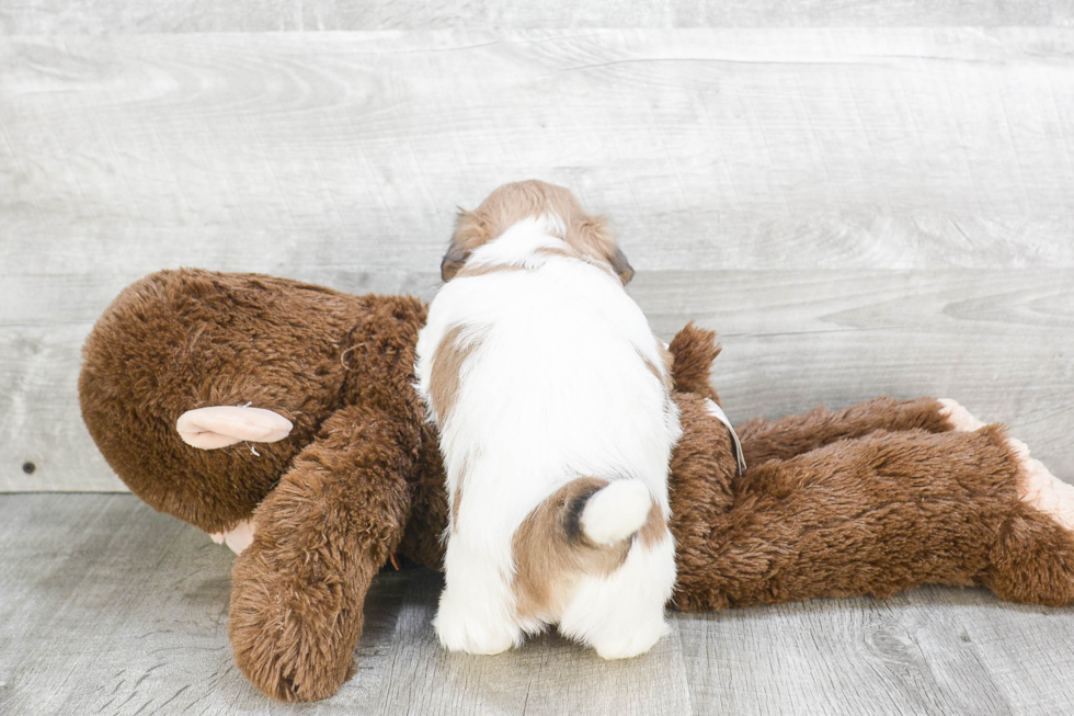 Havanese Pup Being Cute