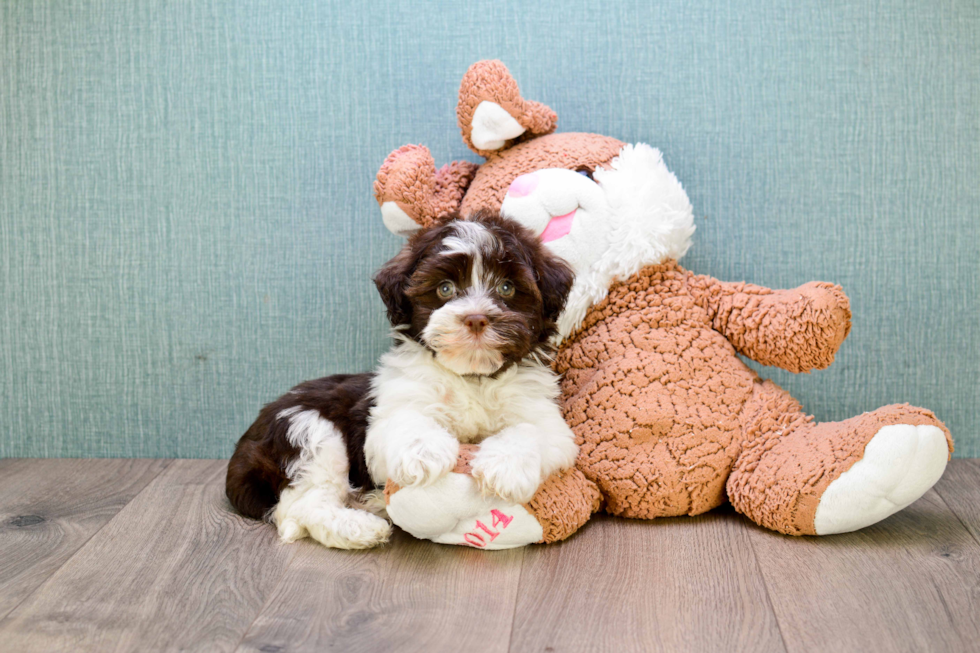 Havanese Puppy for Adoption