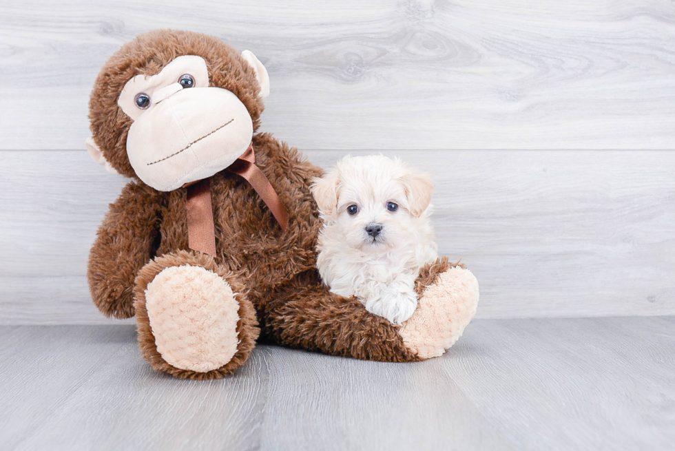 Cute Maltipoo Baby