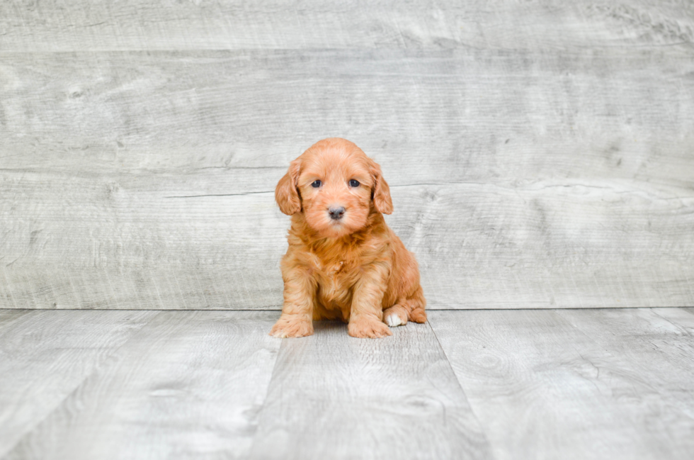 Mini Goldendoodle Pup Being Cute