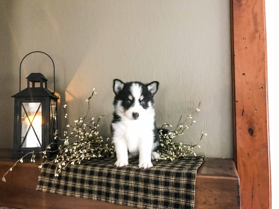 Pomsky Puppy for Adoption