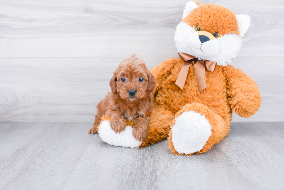 Mini Goldendoodle Puppy for Adoption