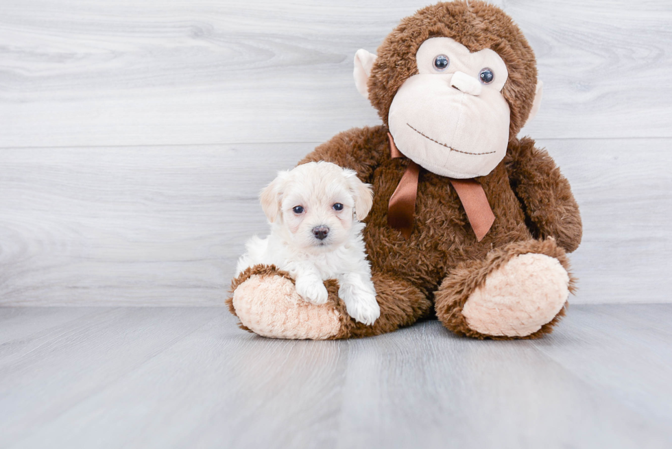 Maltipoo Puppy for Adoption