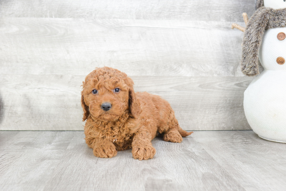 Fluffy Mini Goldendoodle Poodle Mix Pup