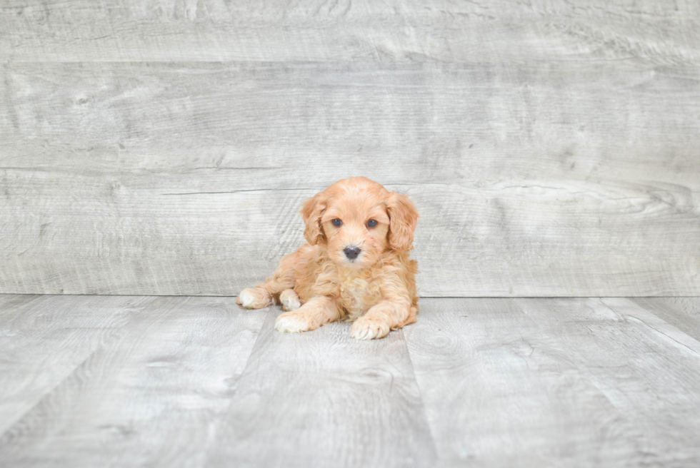 Cavapoo Pup Being Cute