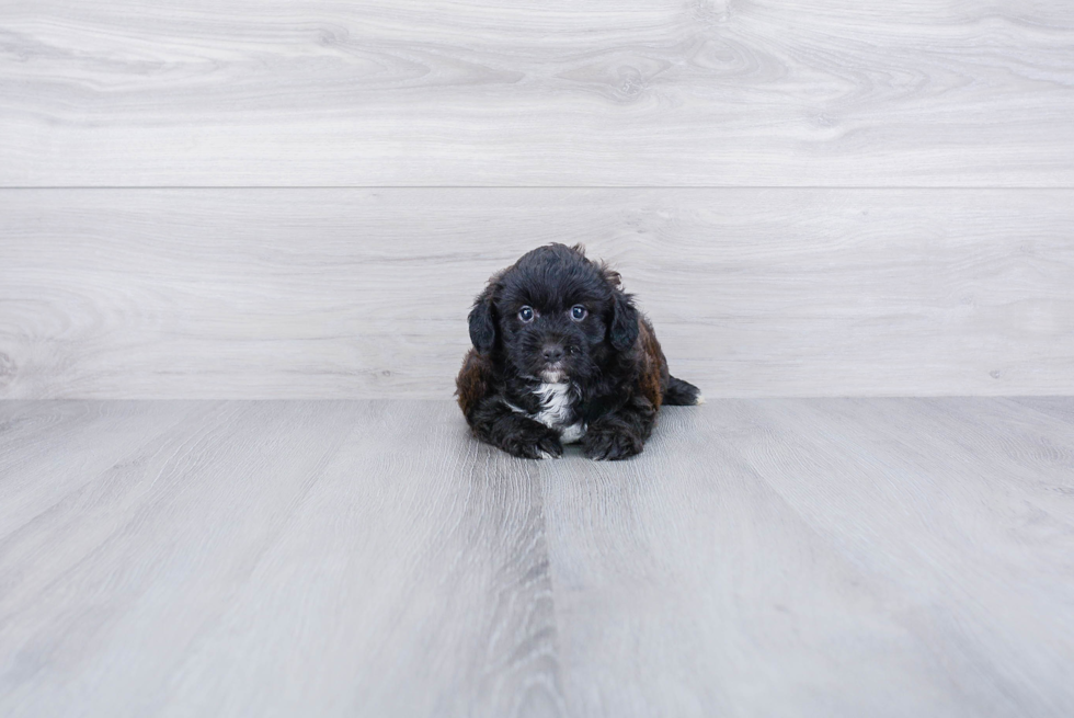 Little Aussiepoo Poodle Mix Puppy