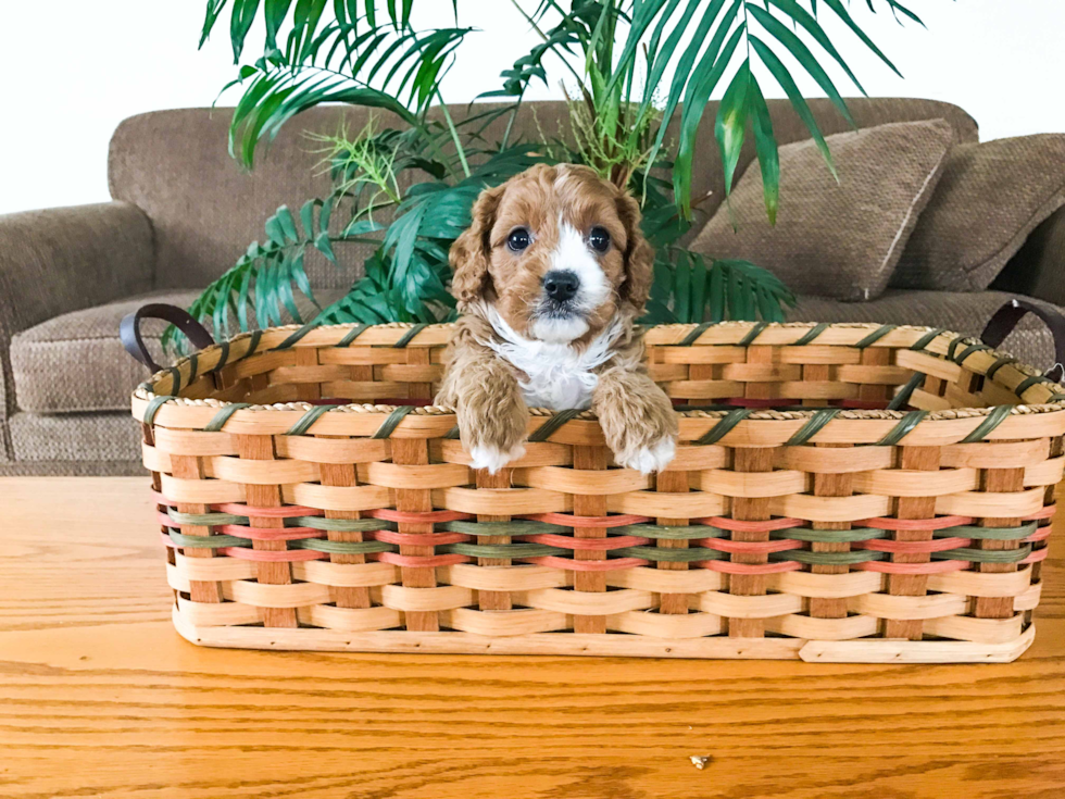 Smart Cavapoo Poodle Mix Pup