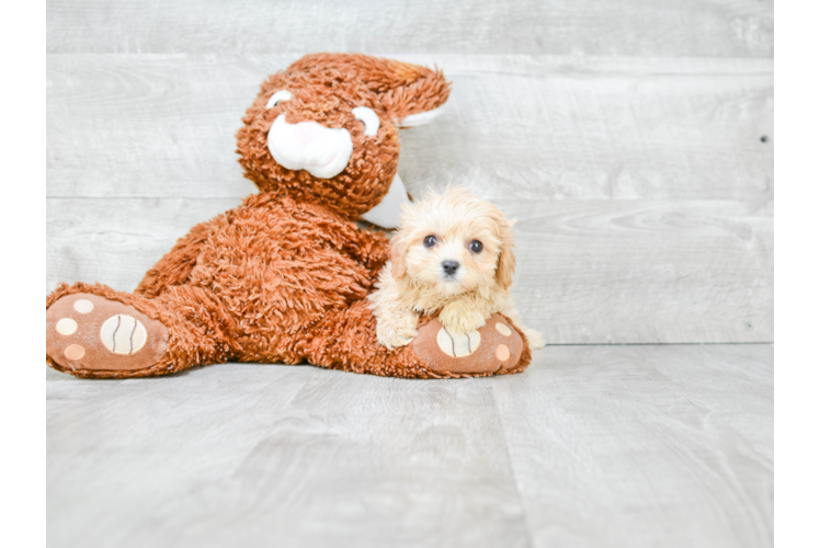 Cavachon Puppy for Adoption