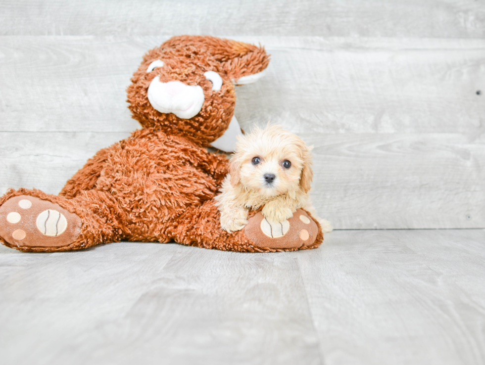 Cavachon Puppy for Adoption