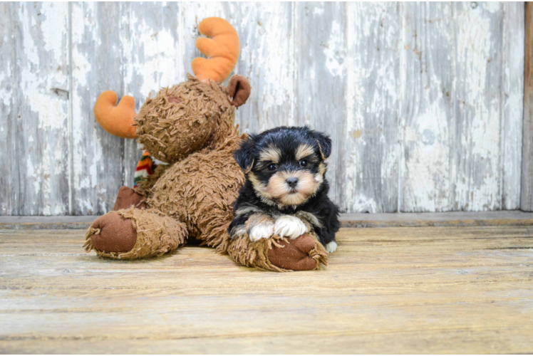 Best Morkie Baby