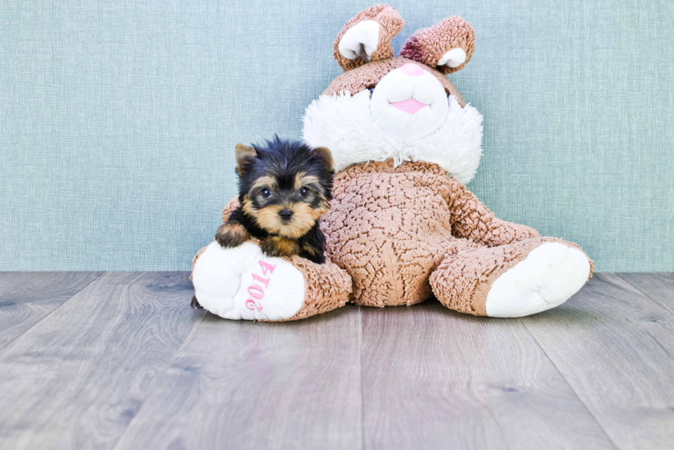 Meet Victoria - our Yorkshire Terrier Puppy Photo 