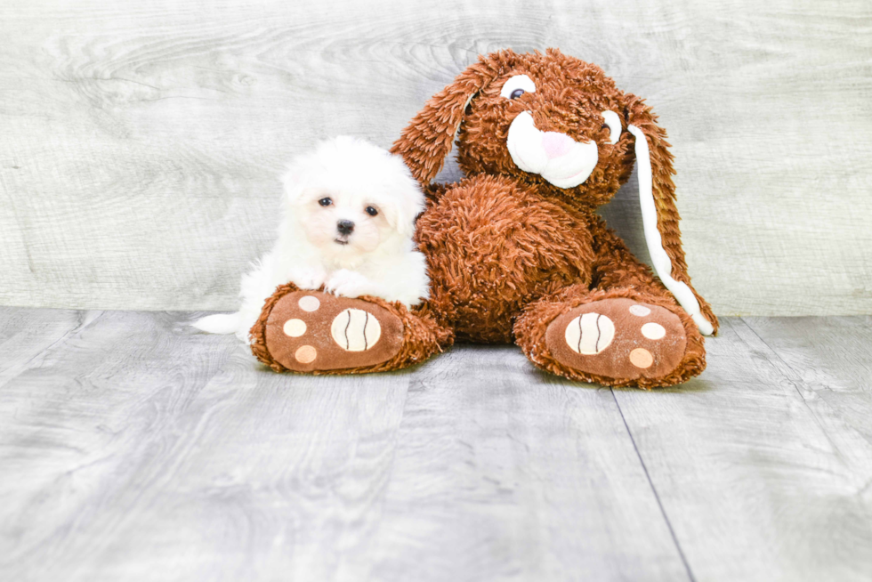 Playful Maltese Baby