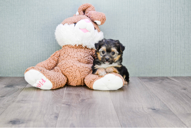 Happy Morkie Baby