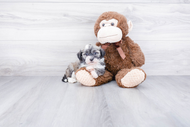 Little Havanese Purebred Pup