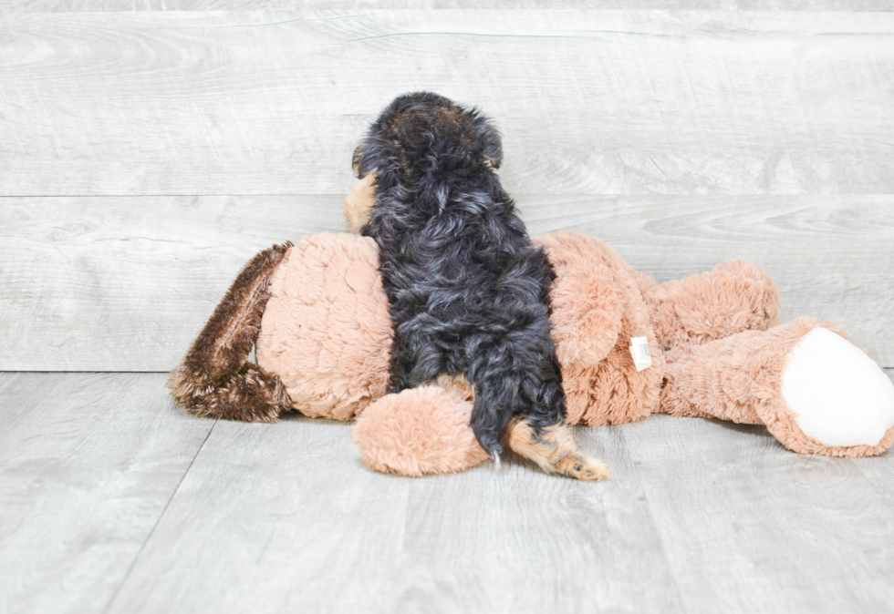 Morkie Puppy for Adoption