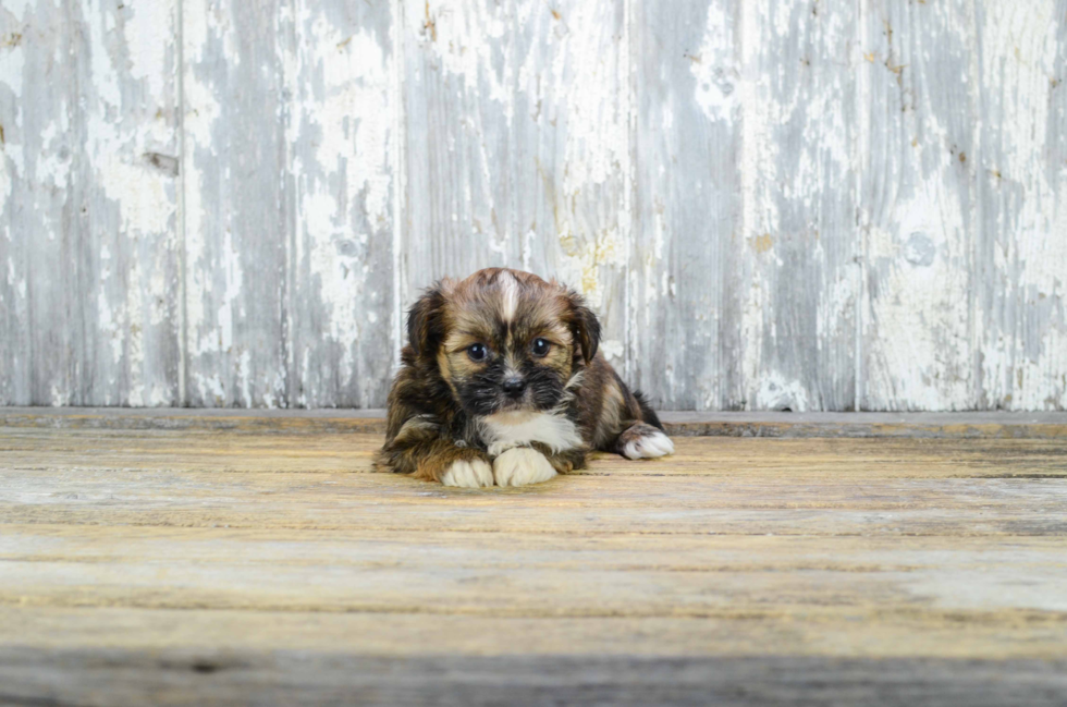 Shorkie Puppy for Adoption