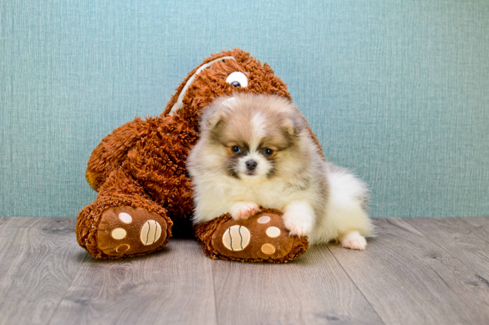 Energetic Pomeranian Purebred Puppy