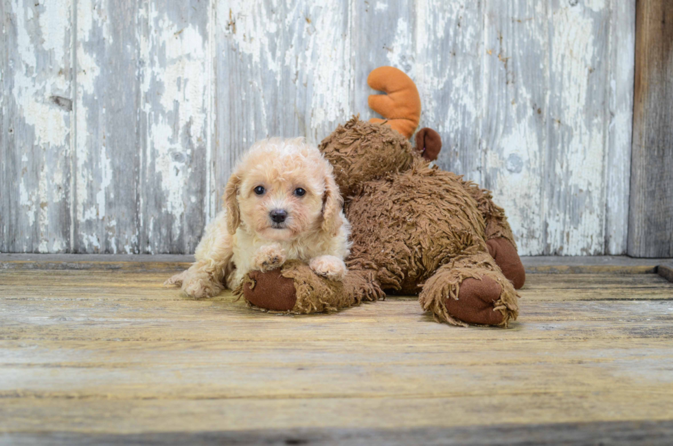 Cavapoo Puppy for Adoption