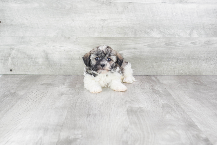 Popular Havanese Purebred Pup