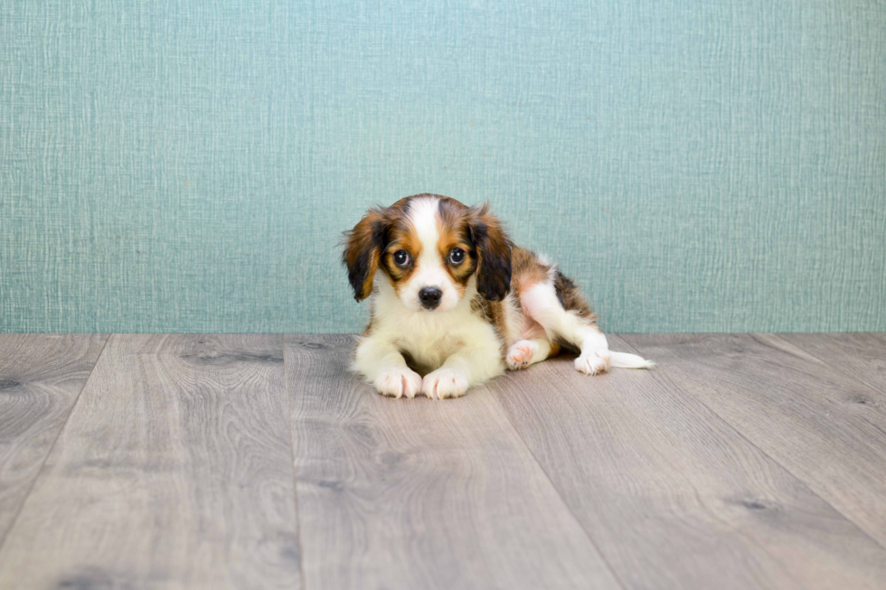 Smart Cavachon Designer Pup