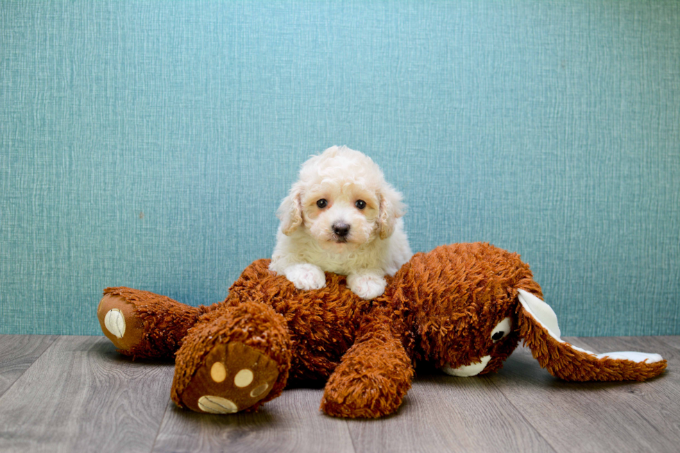 Adorable Maltese Poodle Poodle Mix Puppy