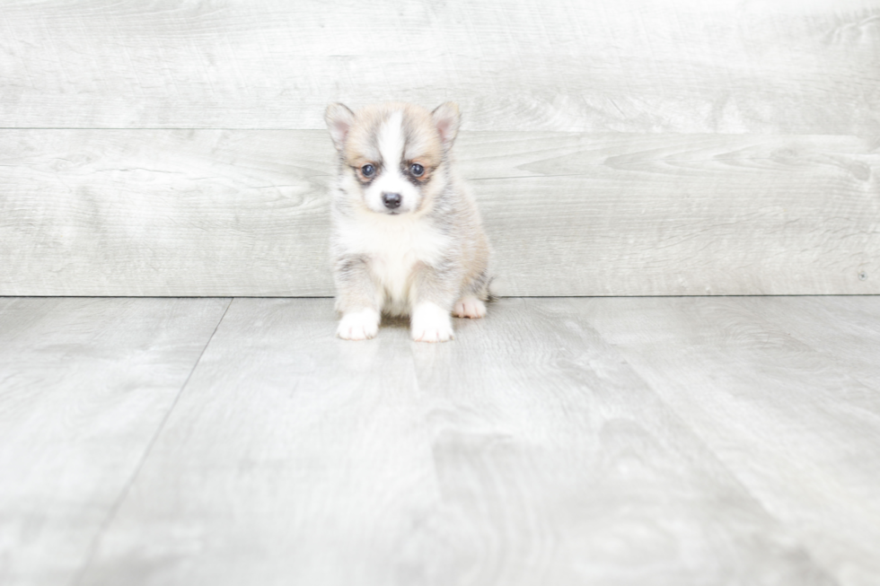 Cute Pomsky Baby