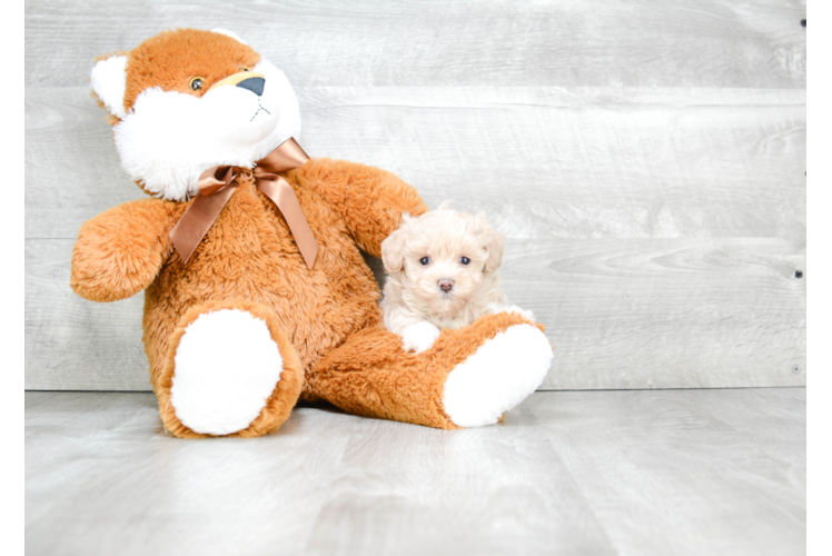 Popular Maltipoo Poodle Mix Pup