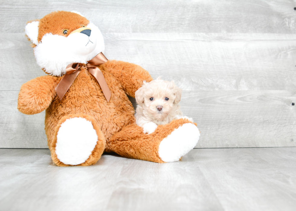 Popular Maltipoo Poodle Mix Pup