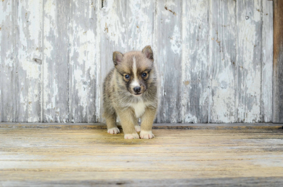 Popular Pomsky Designer Pup