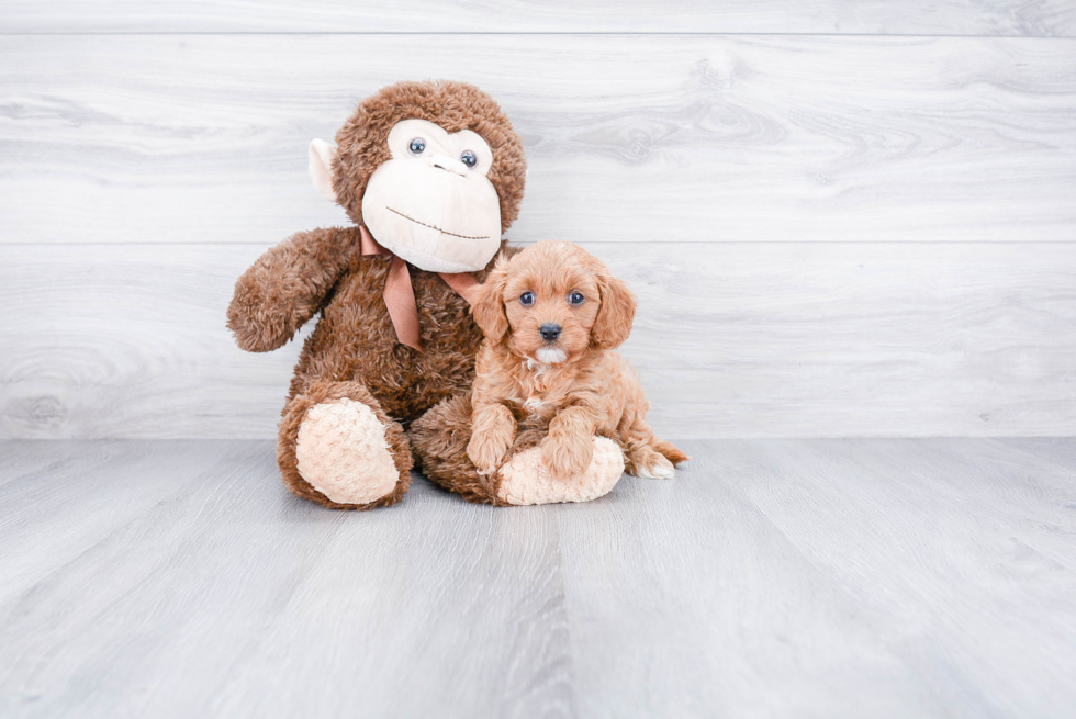 Adorable Cavoodle Poodle Mix Puppy