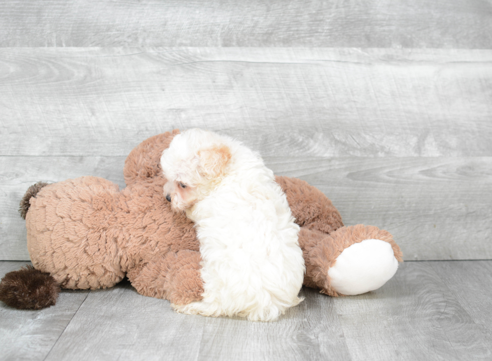 Fluffy Maltipoo Poodle Mix Pup