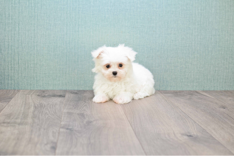 Maltese Puppy for Adoption