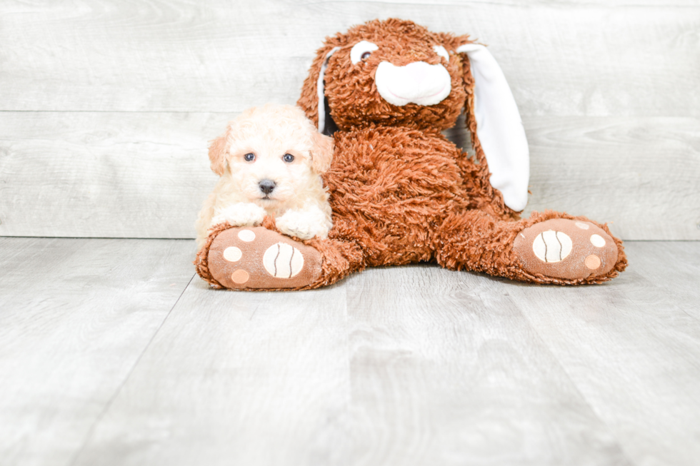 Friendly Maltipoo Baby