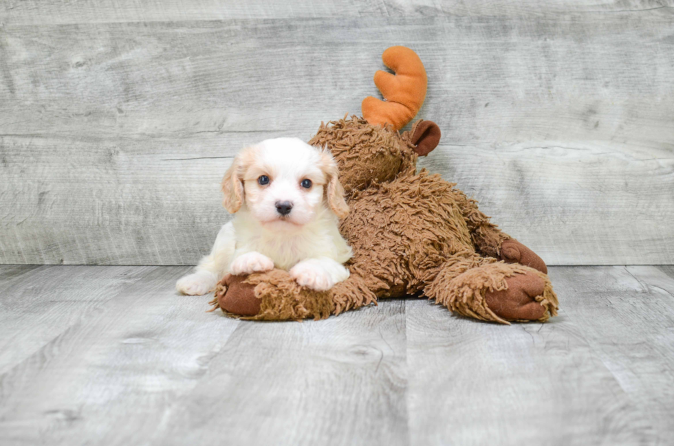 Hypoallergenic Cavalier Designer Puppy