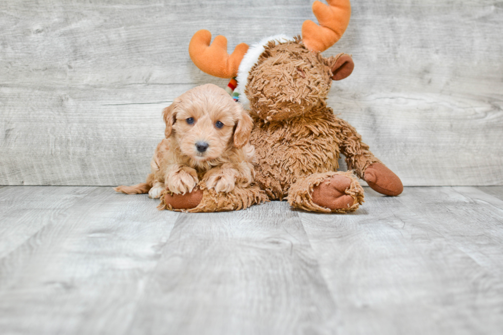 Cavapoo Pup Being Cute